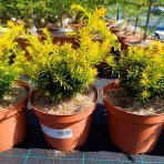 Tis obyčajný (Taxus baccata) ´SEMPERAUREA´ - výška: 15-25 cm, kont. C3L